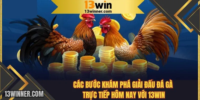 Các bước khám phá giải đấu đá gà trực tiếp hôm nay