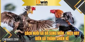 Cách nuôi gà đá sung mãn