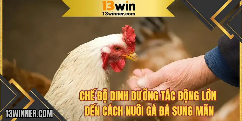Chế độ dinh dưỡng tác động lớn đến cách nuôi gà đá sung mãn