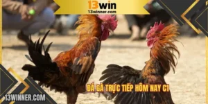 Giải đấu đá gà trực tiếp hôm nay