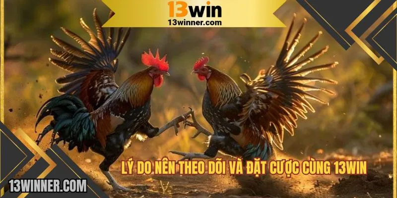 Lý do nên theo dõi và đặt cược cùng 13WIN