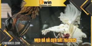 Mẹo đá gà cựa sắt T6/2025