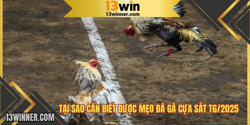 Tại sao cần biết được mẹo đá gà cựa sắt T6/2025